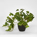 Pothos In Pot Green - Pack of 2