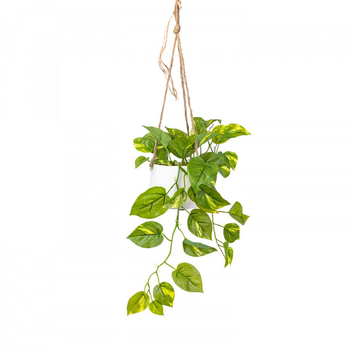 Pothos In Small Hanging Pot 62cm Set of 2