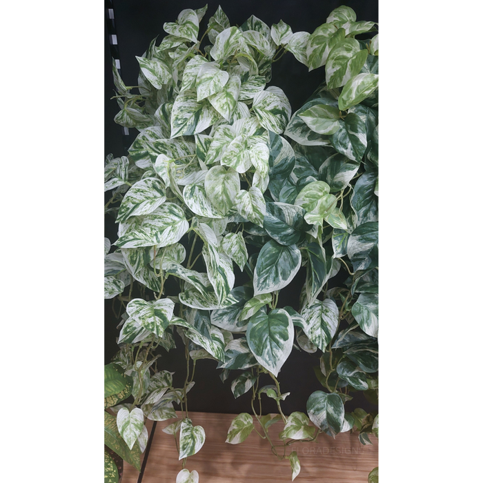Pothos Marble Queen Hanging Bush White Green 58cm - Pack of 6