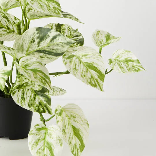 Pothos Marble Queen Hanging Bush in Pot White Green 33cm Pack of 4