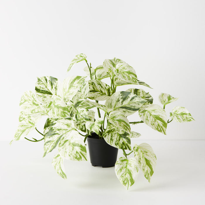 Pothos Marble Queen Hanging Bush in Pot White Green 33cm Pack of 4