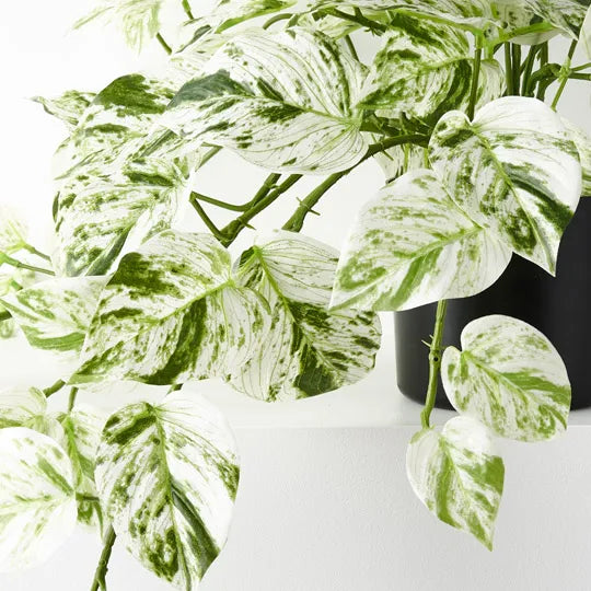 Pothos Marble Queen Hanging Bush in Pot White Green 58cm Pack of 4