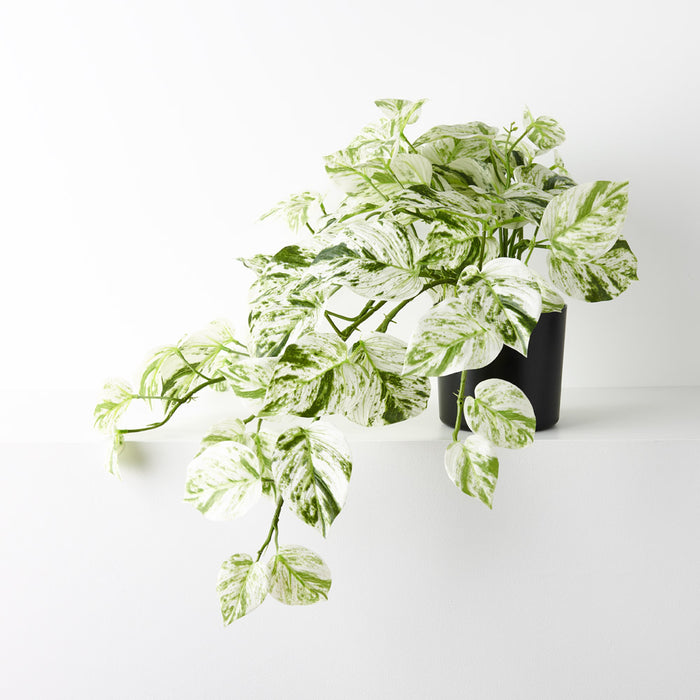 Pothos Marble Queen Hanging Bush in Pot White Green 58cm Pack of 4