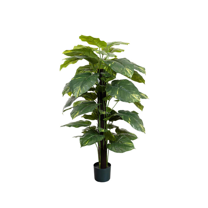 Pothos On Pole 137cm
