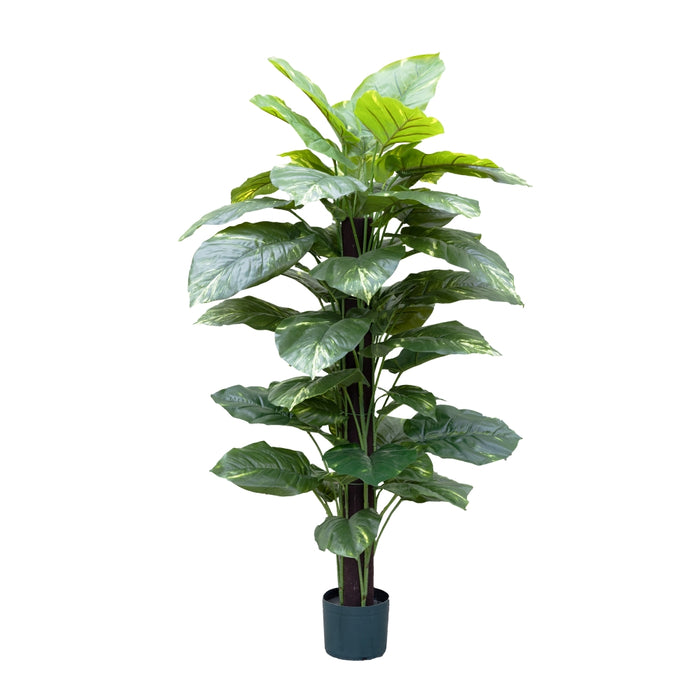 Pothos On Pole 137cm