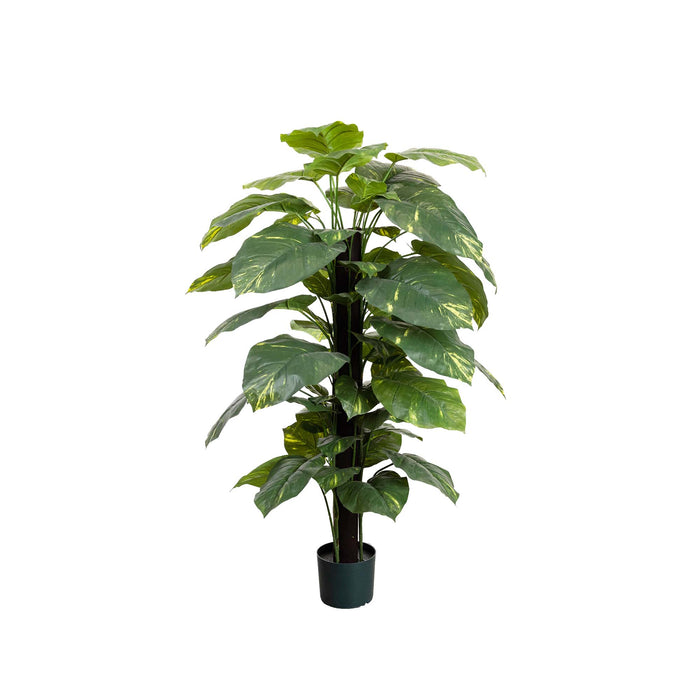 Pothos On Pole 137cm