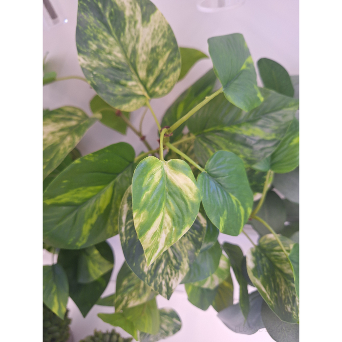 Pothos Spray Variegated Green 69cm Pack of 12