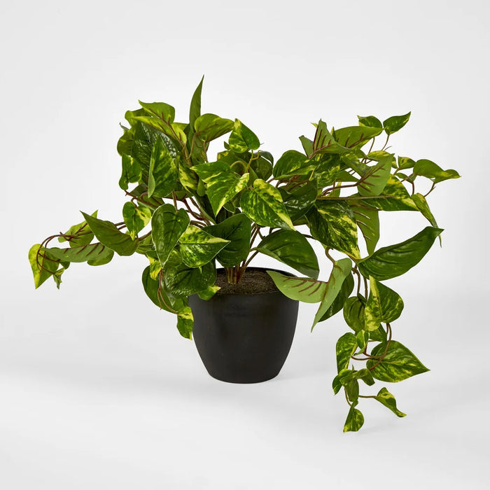 Pothos in Pot Green Yellow 42cm - Pack of 2