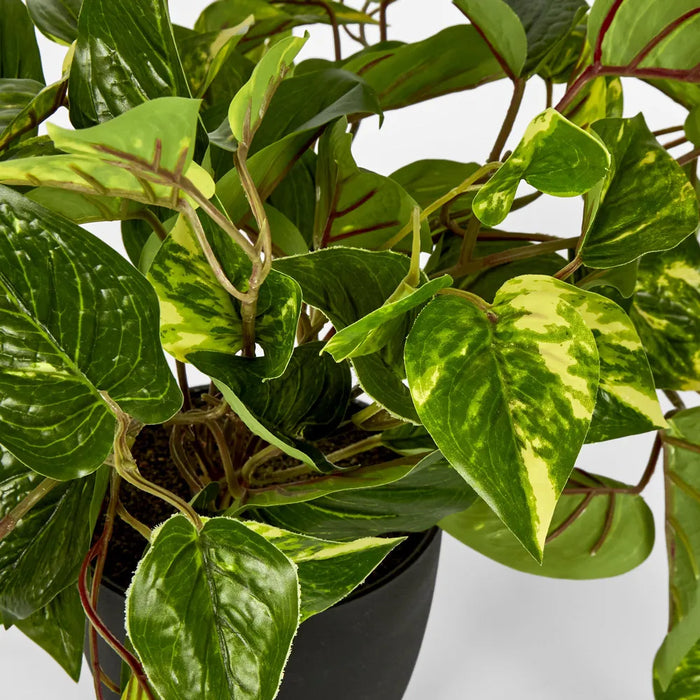 Pothos in Pot Green Yellow 42cm - Pack of 2