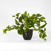 Pothos in Pot Green Yellow 42cm - Pack of 2