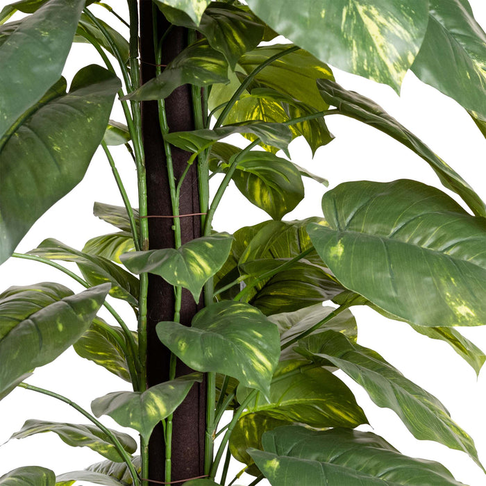 Pothos on Pole - 168cm