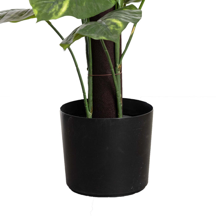 Pothos on Pole - 168cm