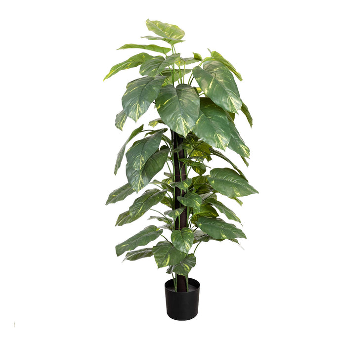 Pothos on Pole - 168cm