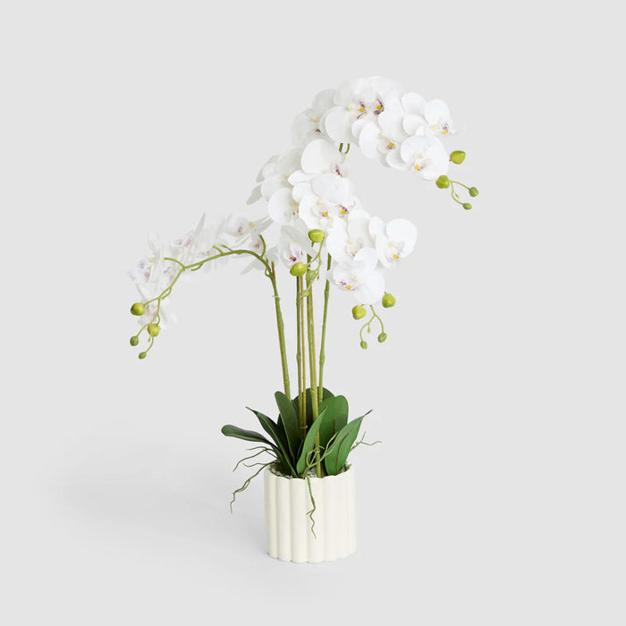 Potted Phalaenopsis Orchid in White Vase, 80cm