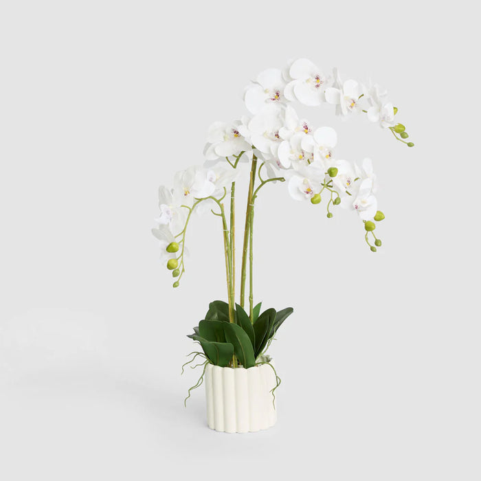 Potted Phalaenopsis Orchid in White Vase, 80cm
