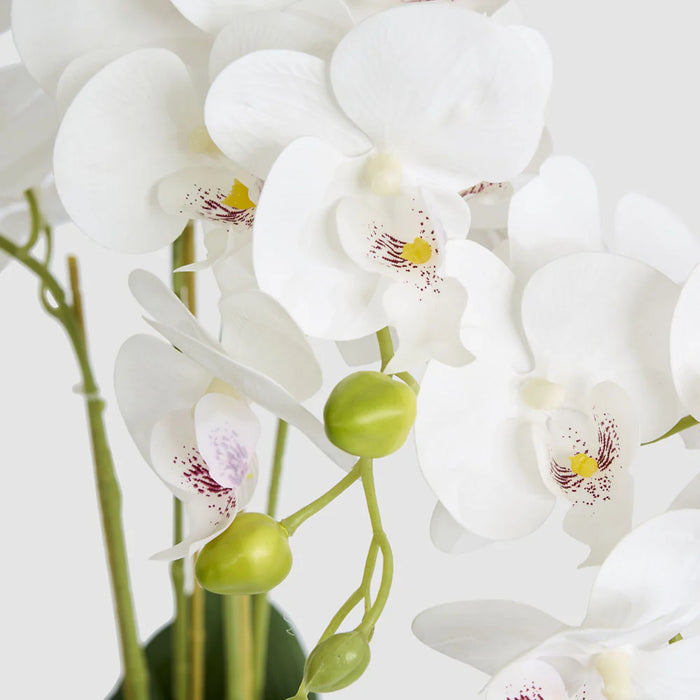 Potted Phalaenopsis Orchid in White Vase, 80cm