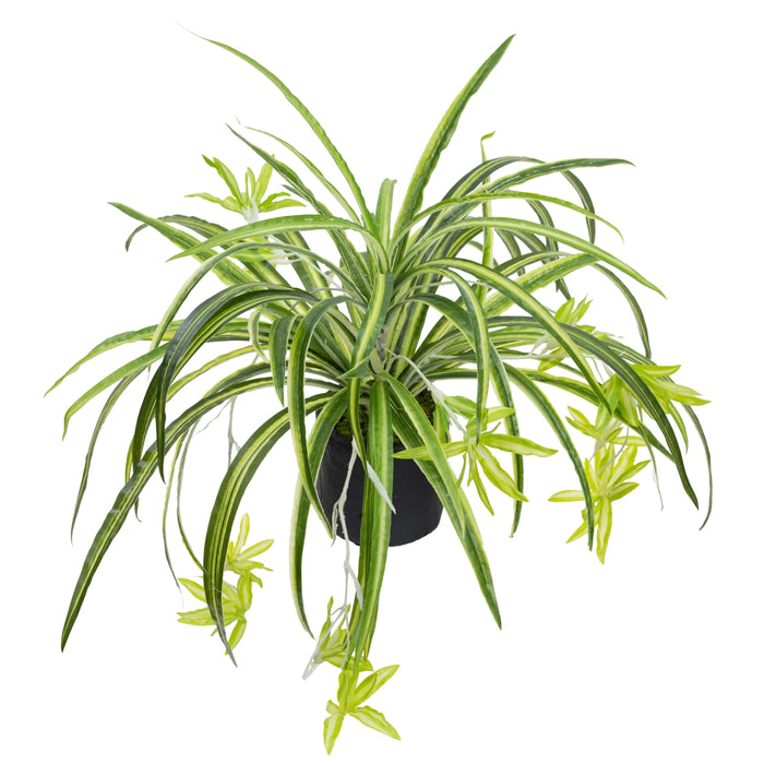Potted Spider Plant 45cm Set of 2