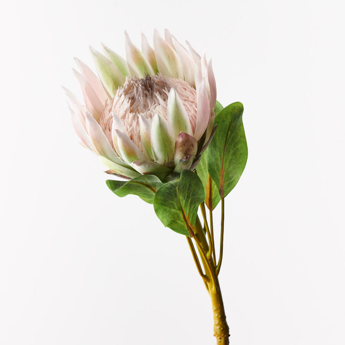 Protea King Light Pink 73cm - Pack of 12