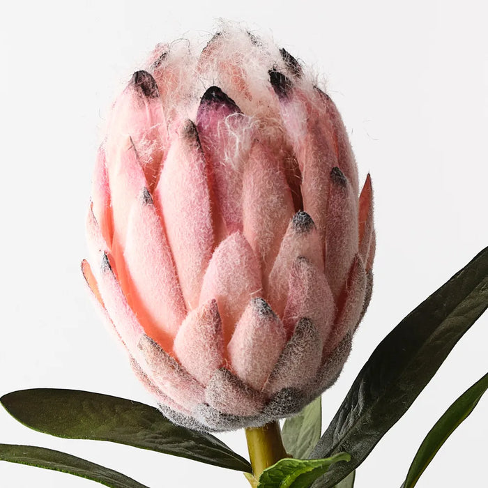 Protea King Pink 79cm, Pack of 12