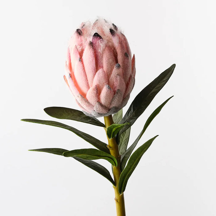 Protea King Pink 79cm, Pack of 12