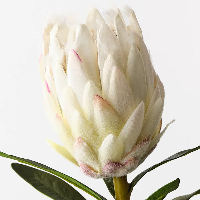 Protea King White 79cm, Pack of 12