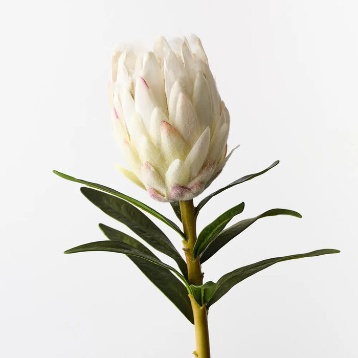 Protea King White 79cm, Pack of 12