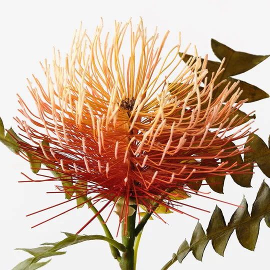 Protea Leucospermum Orange 50cm - Pack of 12