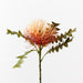 Protea Leucospermum Orange 50cm - Pack of 12