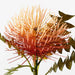 Protea Leucospermum Orange 50cm - Pack of 12