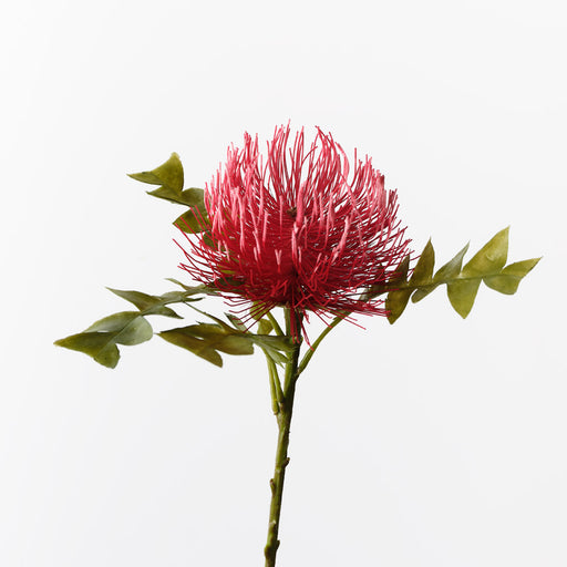 Protea Leucospermum Red 50cm - Pack of 12