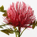 Protea Leucospermum Red 50cm - Pack of 12