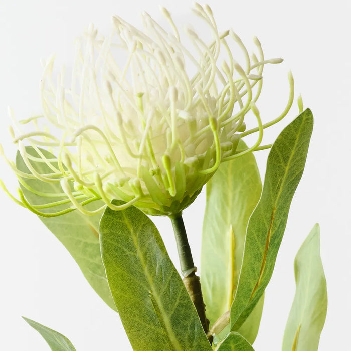 Protea Leucospermum Stem White Green, 47cm - Pack of 12