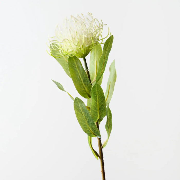 Protea Leucospermum Stem White Green, 47cm - Pack of 12