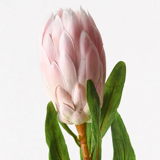 Protea Queen Light Pink 66cm - Pack of 12