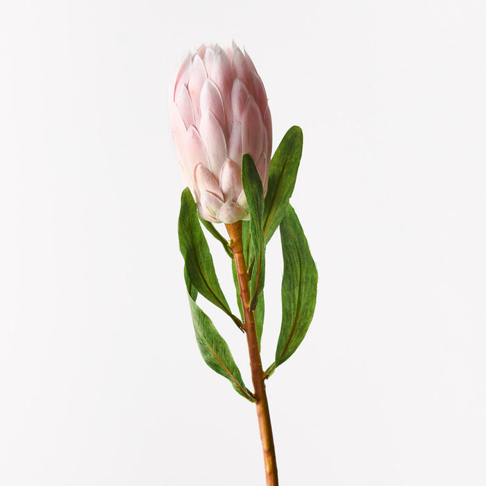 Protea Queen Light Pink 66cm - Pack of 12