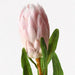 Protea Queen Light Pink 66cm - Pack of 12