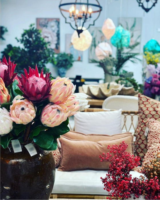 Protea Queen Stem Pink 70cm Pack of 12