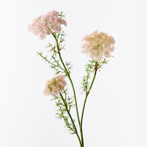 Queen Annes Lace Spray Pink 73cm - Pack of 12