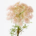 Queen Annes Lace Spray Pink 73cm - Pack of 12