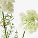 Queen Annes Lace Spray White 73cm - Pack of 12