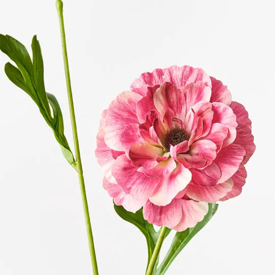 Ranunculus Spray Fuschia 60cm - Pack of 12