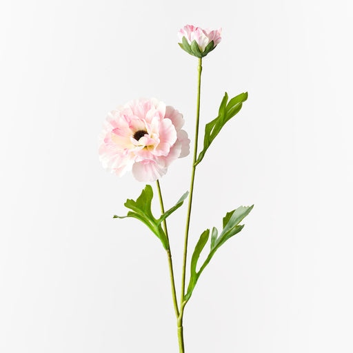 Ranunculus Spray Light Pink 60cm - Pack of 12