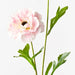 Ranunculus Spray Light Pink 60cm - Pack of 12