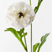 Ranunculus Spray White 60cm - Pack of 12