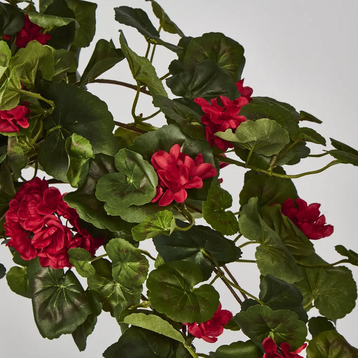 Red Hanging Geranium Bush 182cm - Pack of 6