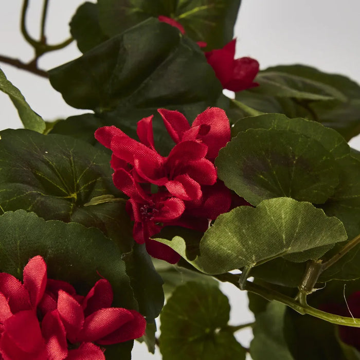 Red Hanging Geranium Bush 182cm - Pack of 6