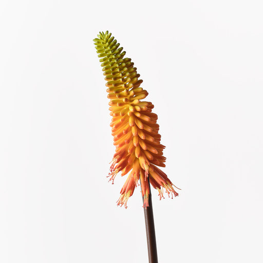 Red Hot Poker Flame 70cm - Pack of 12