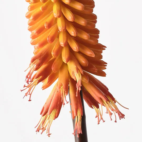 Red Hot Poker Flame 70cm - Pack of 12