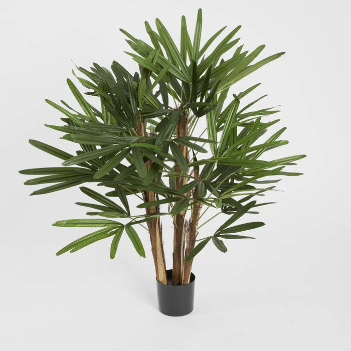 Rhapis Palm Tree 100cm
