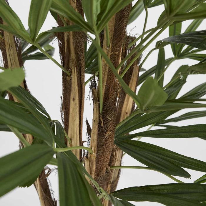 Rhapis Palm Tree 100cm